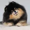 @mochapom — TikTok avatar