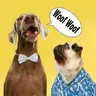 @hoootdogs — TikTok avatar