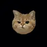 @zolotova_vero — TikTok avatar