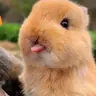 @charming.critter.haven — TikTok avatar