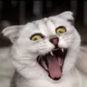 @sonyakisa8 — TikTok avatar