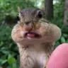 @chipmunksoftiktok — TikTok avatar