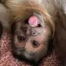 @heresyourmonkeycontent — TikTok avatar