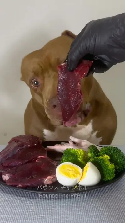 Pitbull eating raw foods#asmr #fypシ #Mukbang — @mr.bounce2015