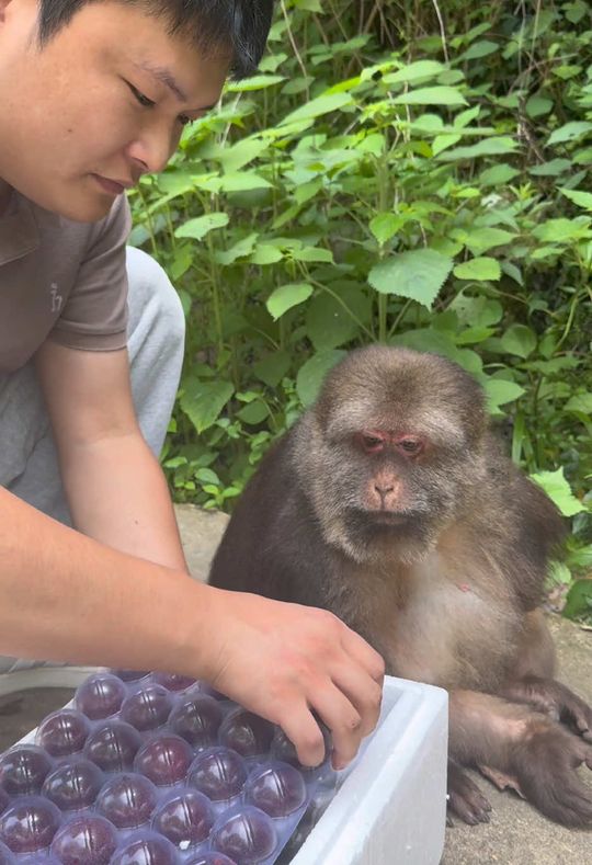 xingxing: what are we eating today? #monkey #monkey #xingxin