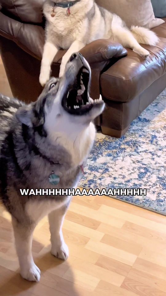 Another day, another husky rant 🗣️🎶 . . . #funnydog #huskies