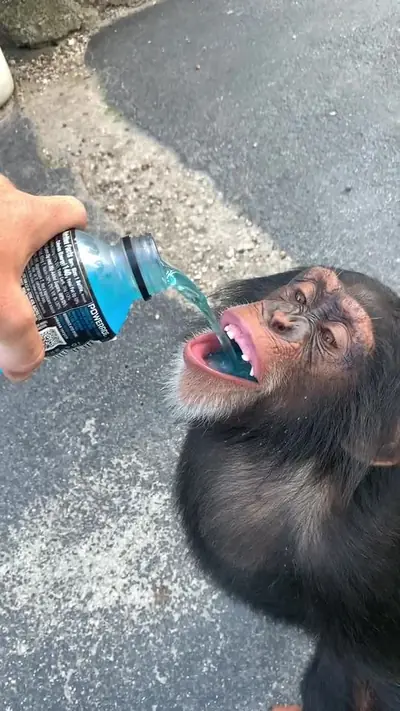 Just a sip #drink #chimp #monkey #fyp — @landonscherr