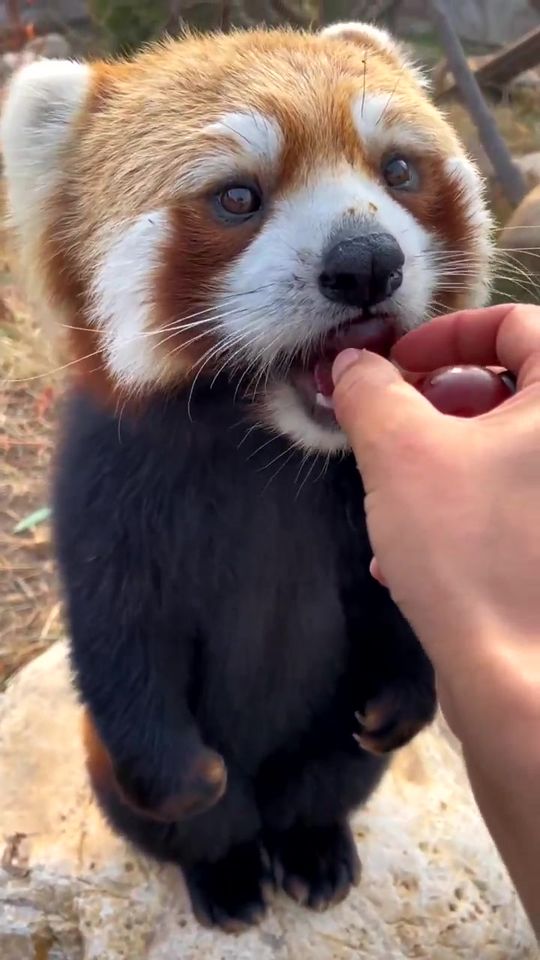I'm very obedient. Please give me all the grapes.#fy #fyp #trending #r β @littlepanda6487