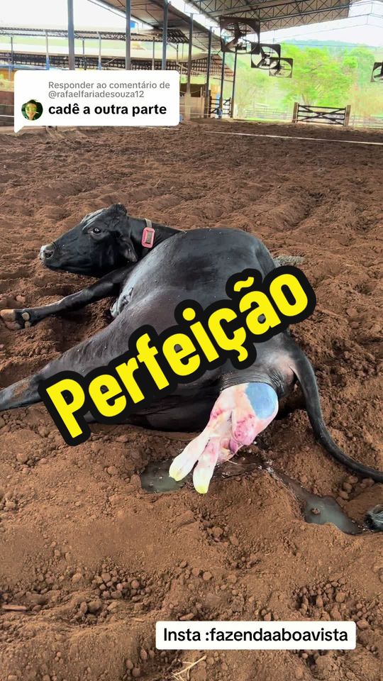 Respondendo a @@rafaelfariadesouza12 olha que lindeza #beze