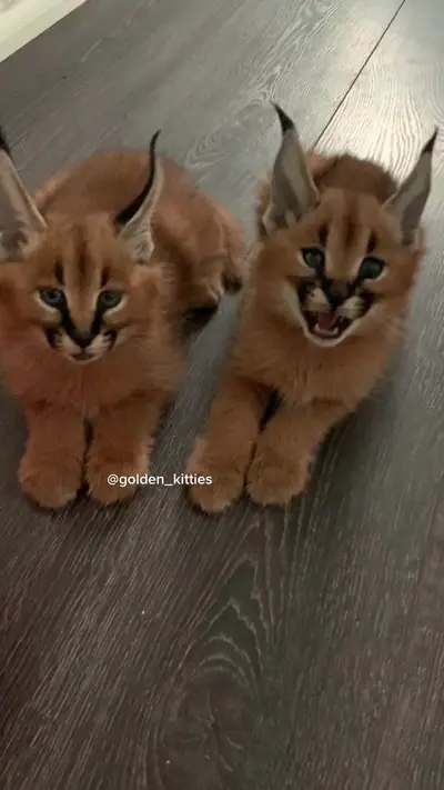 #caracal #каракал #коты #рекомендации #рек #floppa #cat #времятикток — @golden_kitties