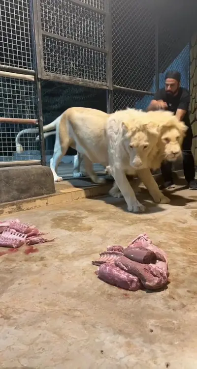 @uae_lionking — TikTok clip, Apr 30