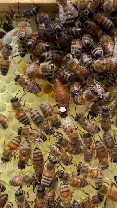 Happy World Bee Day from me, the bees, and @Pela Case! From May 20th - — @texasbeeworks