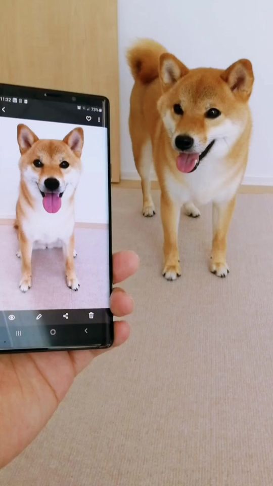 Count on me🐶💕写真の真似できるかな❓参考動画→@David Kaspřák @Mayapolarbear #