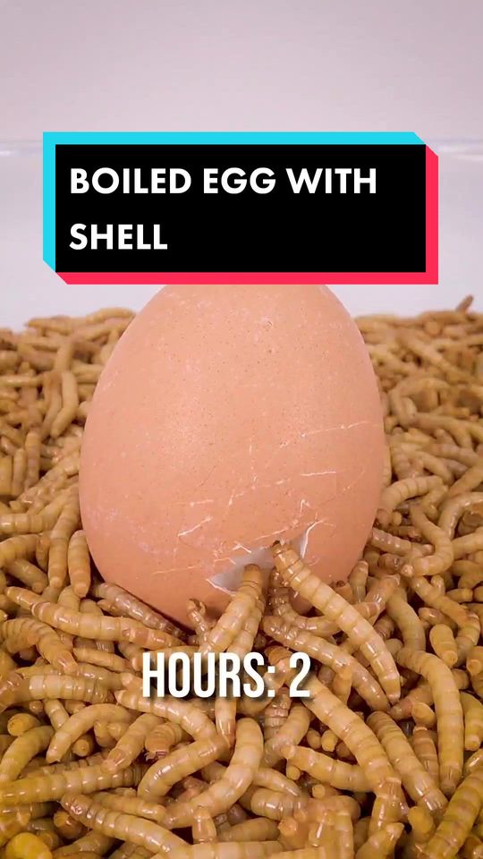 Replying to @t.l_187 mealworms vs boiled egg with shell 🥚🐛 #