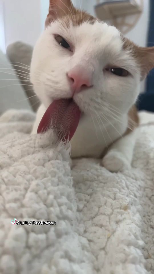 Doggy doggy #catsoftiktok