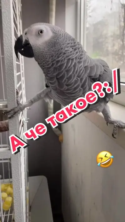 А че такое?#попугай #жако #попугайжако #говорящийпопугай #кира #жакоки — @africangreykira