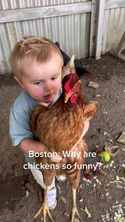 Why are chickens so funny? #bostontok #chickens #laugh #chickensoftikt — @yeahthegrays