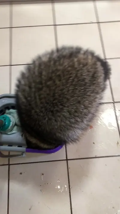 @raccoonssoul — TikTok clip, Nov 8