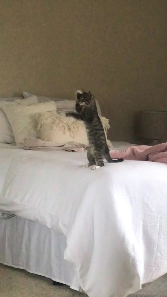 Marley’s TikTok debut!! #foryou #foryoupage #cats #catsoftik