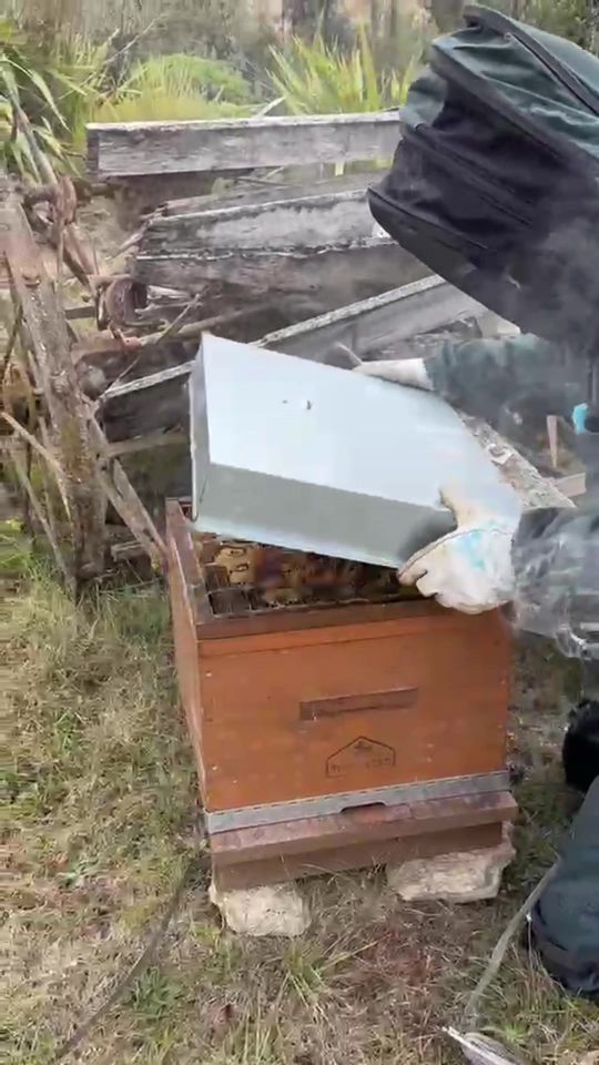 ORGANIC HONEY ! So last year our beehives moved in . And now