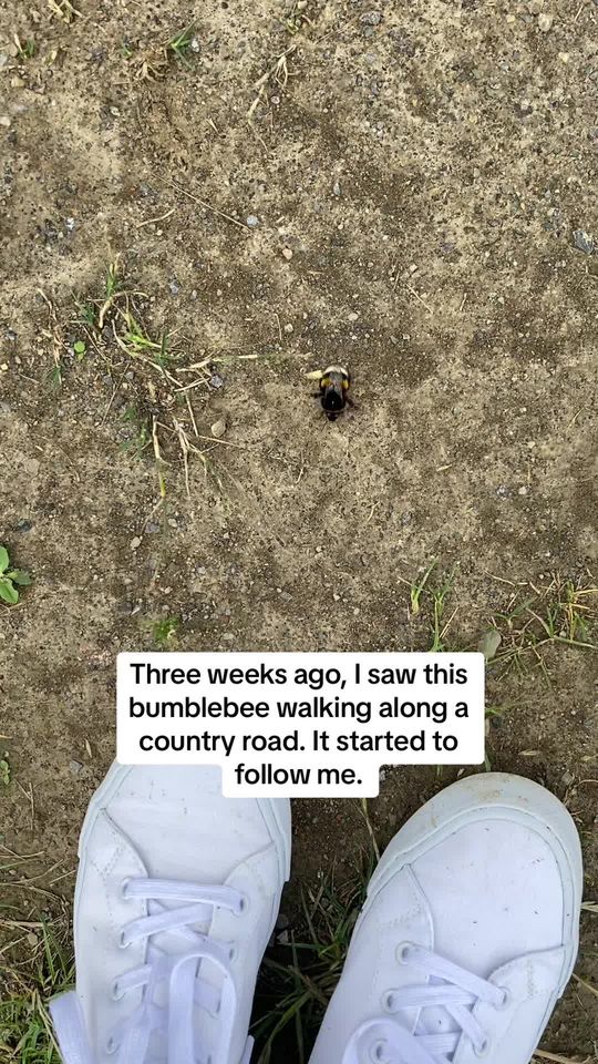 She’s so cute 😊💛 #bumblebee #rescuebee #beesoftiktok #bumble