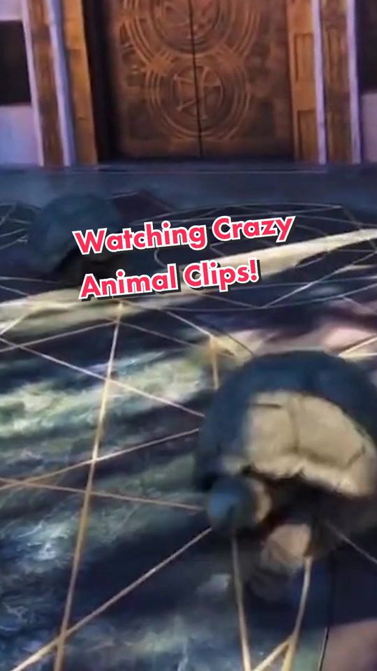 Watching CRAZY ANIMAL clipsā¦