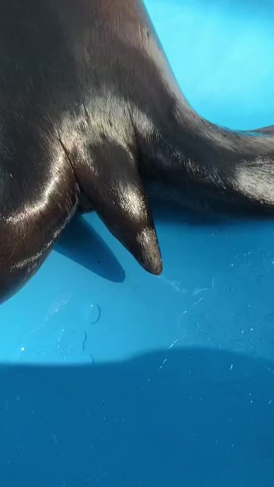 #viral #fyp #seal #sealion
