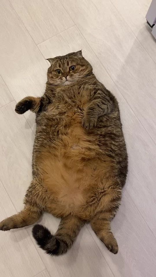 #туся🥰 #кошка #домашниеживотные #животные #питомцы #рекоменд