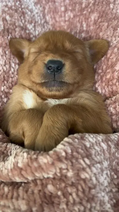 Eat sleep poop repeat! #puppyloversoftiktok #goldenretrieverlife #gold — @saltlake.goldens