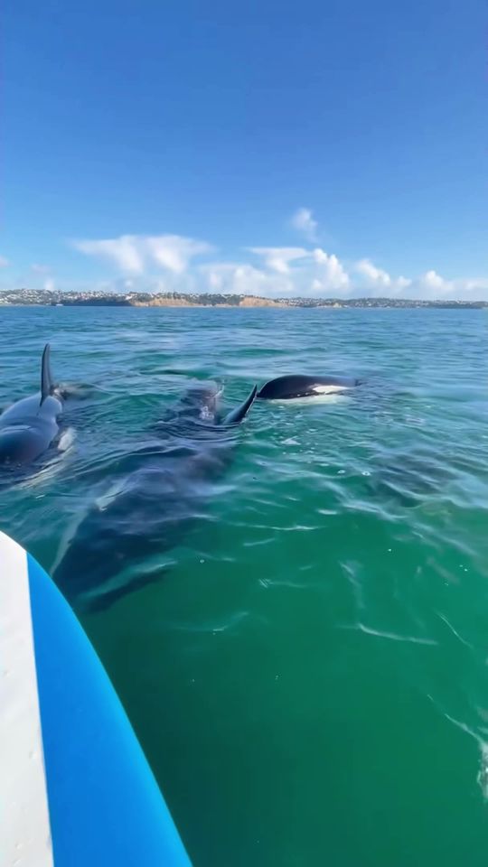 Scary Orca Encounter in New Zealand for this Lady #orcawhale