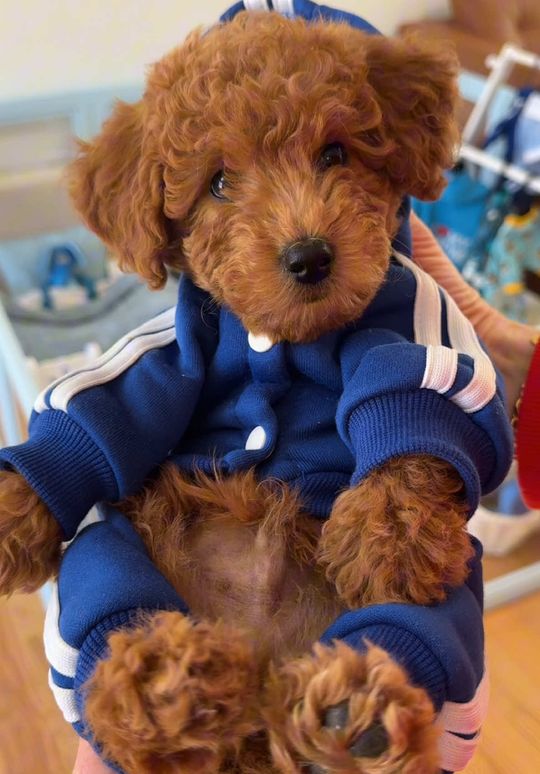 welcome home lil puppy #2 🐶 #puppy #puppiesoftiktok #poodle 