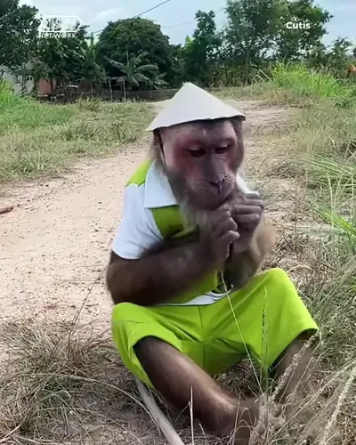 #BabyMonkeyAnimal #bimbimonkey #Animal#MonkeyBon #CuteMonkey — @jinajqk33
