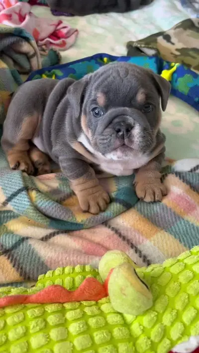 Winnie🥰 #monday #california #socal #tiktokpets #fyp #foryoupage #cuten — @geb_carla1
