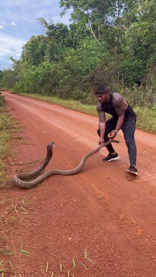 Catching king cobras is never easy 🔥 #fyp #nature