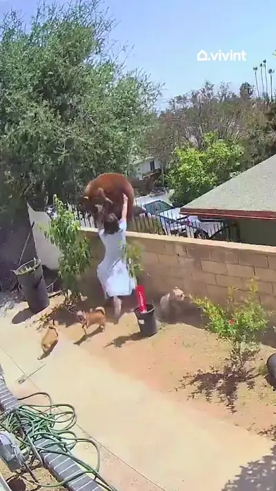 Mama bear mode: activated. βοΈ #CaughtOnVivint #throwback #securitycame β @vivint