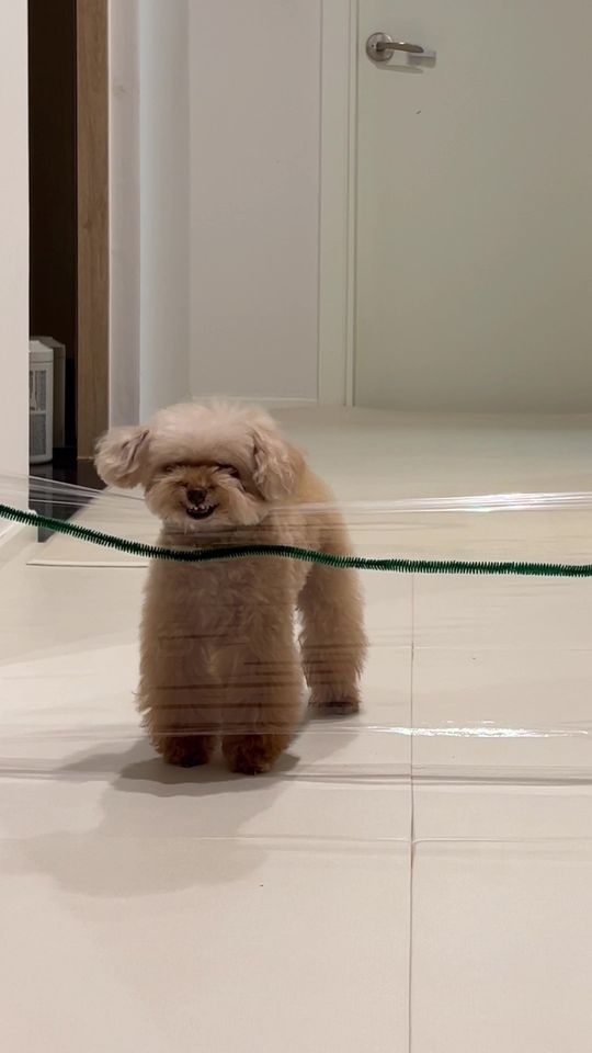 Invisible wall challenge🐻 #미소아라티티 #미소아라 #foryou #pet #dog #m