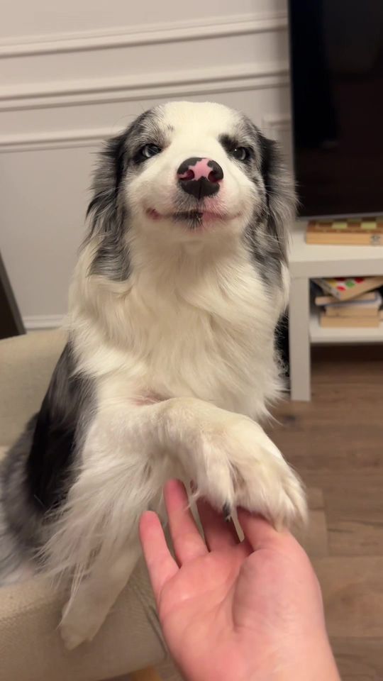 Simply a Lady 🎀 #smiledog #bordercollie #cutedog #doggy #dog