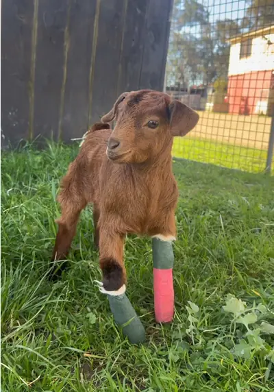 Miss Marmalade gets the spotlight this morning for a little minute wit — @edgarsmission