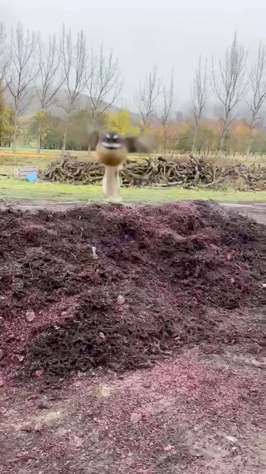 LUCKY BIRDS ! So all the grape skins , stalks and other wast