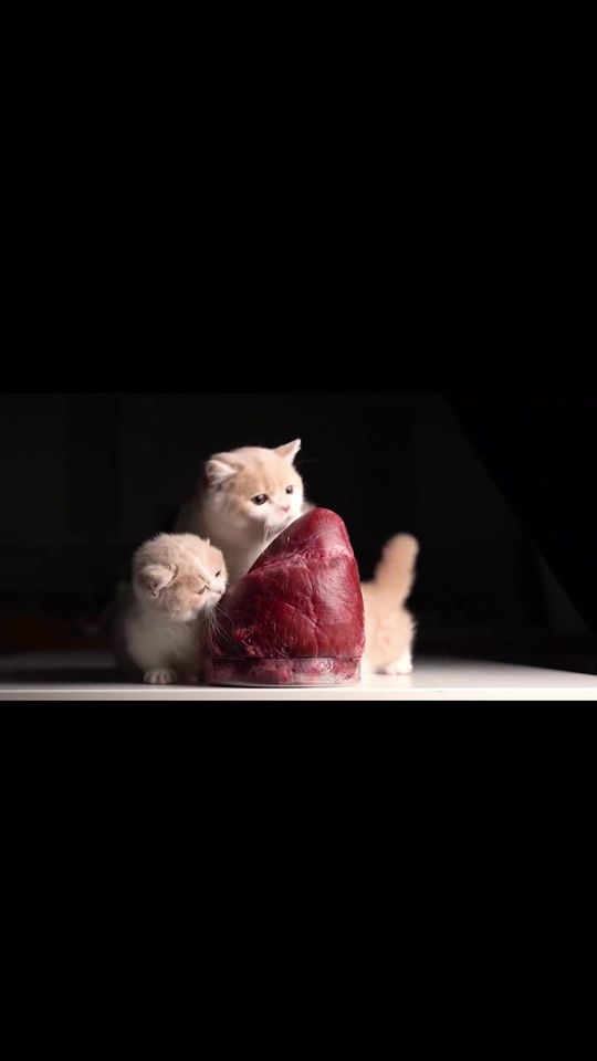 (part 1)beef heart#amsreating #rawfedcat #cateating #catsoft