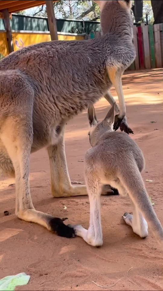 We all have those days 🥺 #cuteanimals #funnyanimals #wildlif