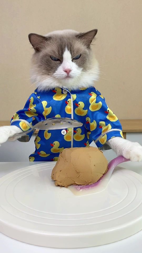 Do you have your earpuds ready? 😃😃😃 #nourisheveryyou #cats #