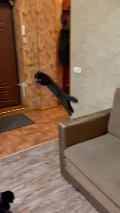 @sable_tepa — TikTok clip, Jan 19