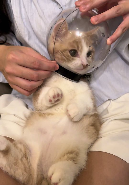 Bubu’s first spa experience 🐱🪥💅💕 #cat #catoftiktok #asmr #fy