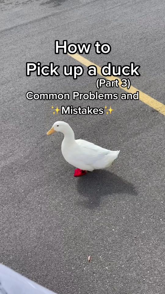 Is anyone still having trouble? #tiptok #howto #ducks #themo