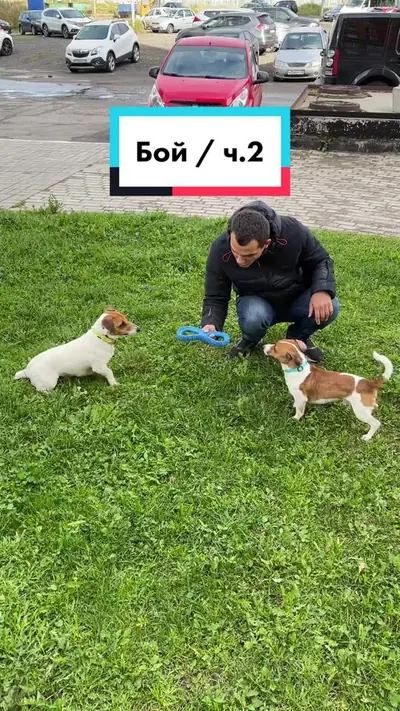 Честер \VS/ Дик - Часть 2 — @kvikdog