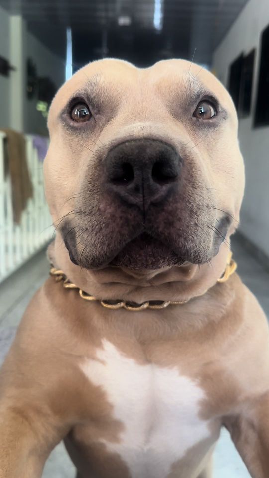 Cuantos creen ustedes? 🥰🐶 #vikingo606 