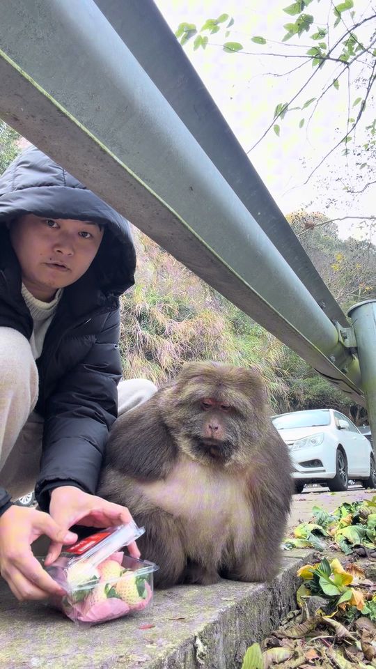 xingxing #monkey #animal #cute #funny #fyp