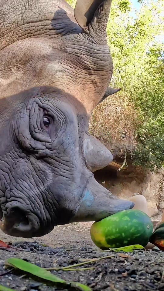 Best squishes for a gourd Monday 🍉  #rhino #fruit #asmr #ani