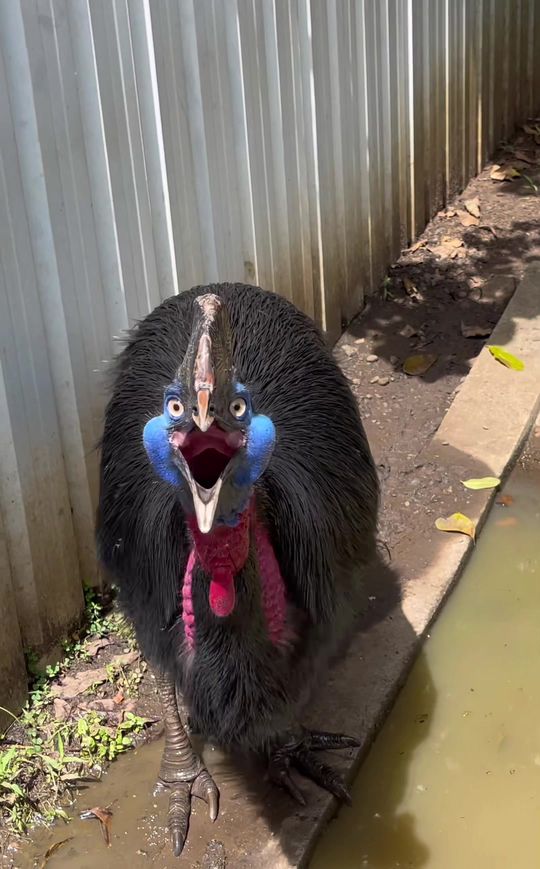 The cassowary is the most dangerous bird in the world….can y
